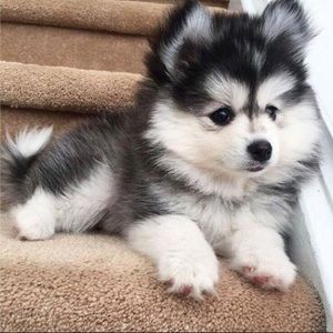 Meet your Posher, Rayna